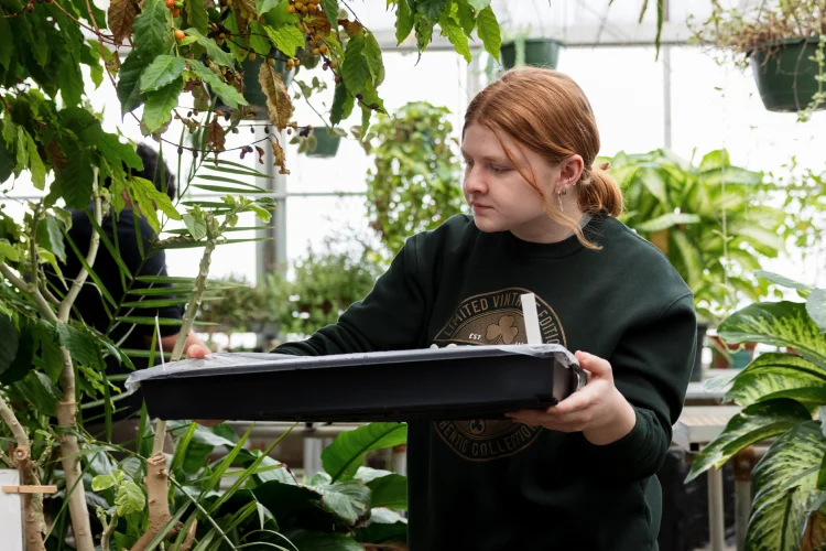 A female student carries a tray of marked, wrapped seedlings in a greenhouse.