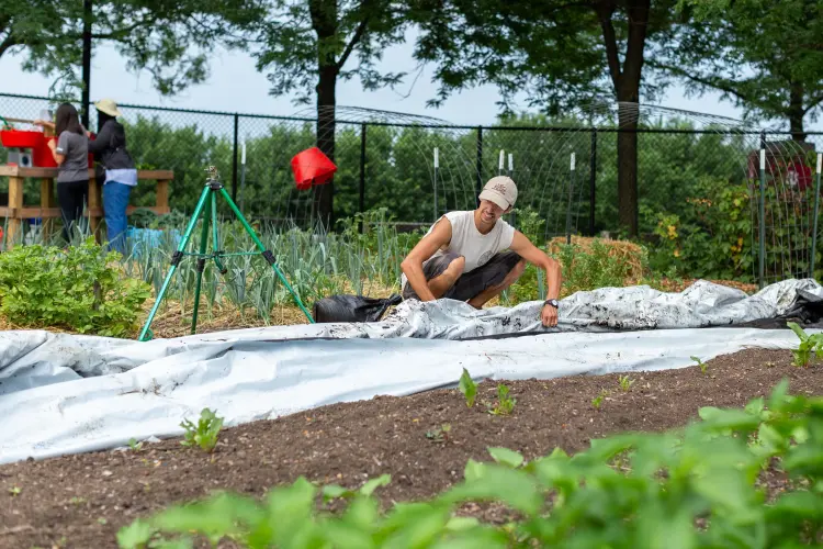A man bends down to roll up plastic sheeting from a garden pot. Hoop structures, crops, a watering system, fencing, and two workers can be seen behind him.