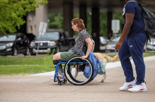 A student in a wheelchair with guide dog moved down a campus sidewalk.